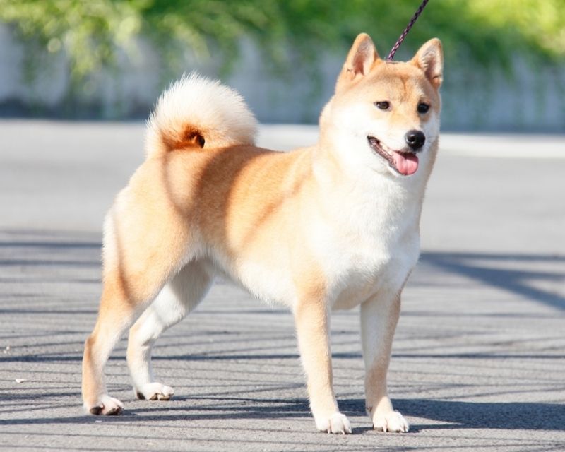 cho-vao-nha-2