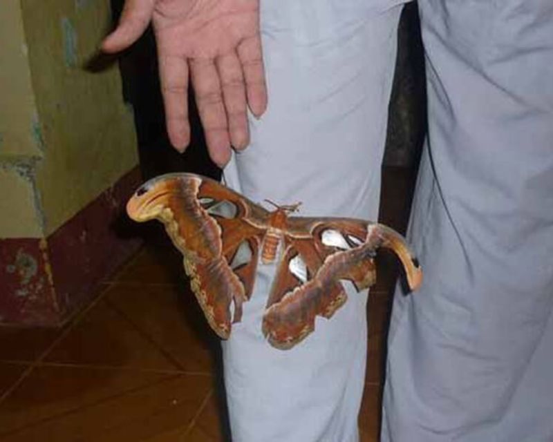 buom-vao-nha-1